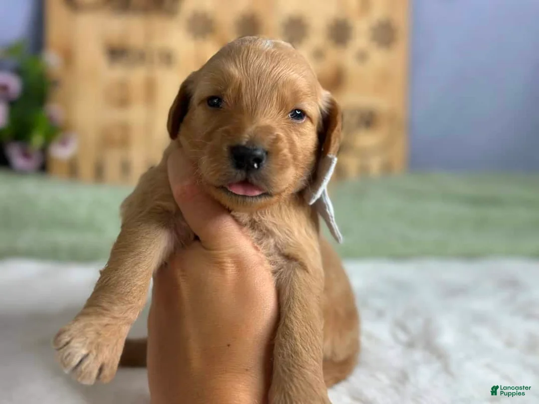 Goldendoodle dogs for sale: Wendell - Ad 1