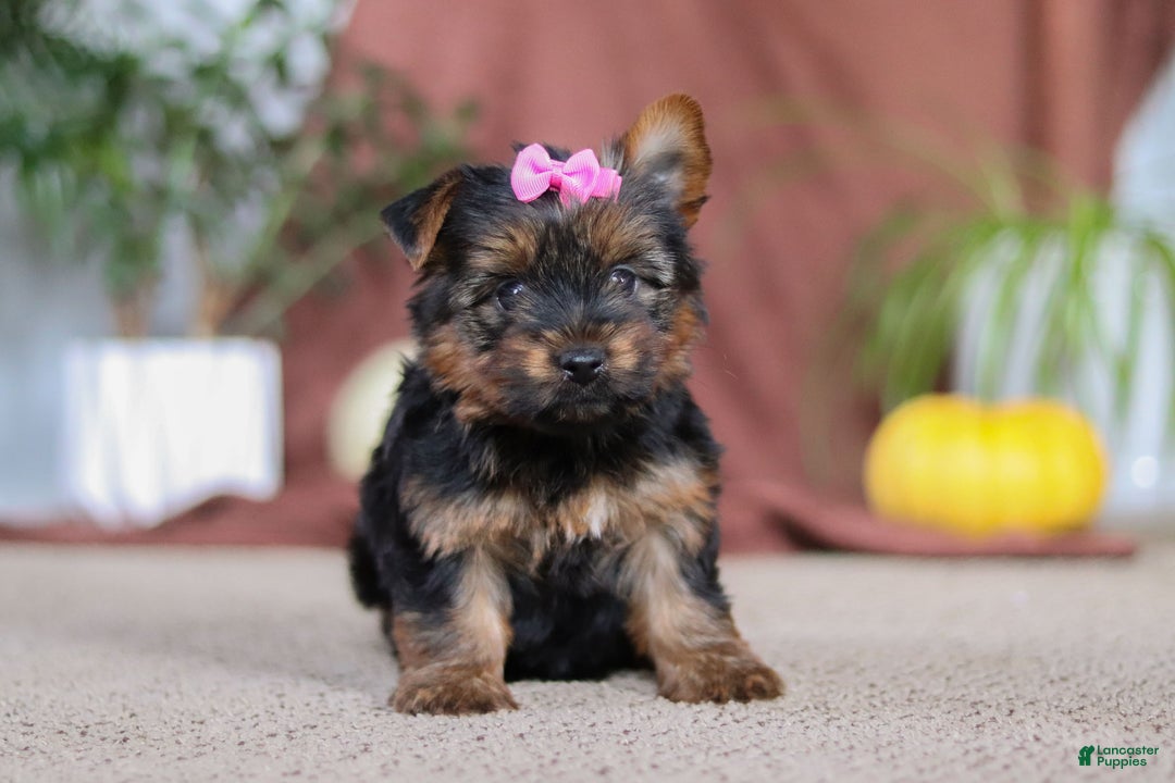 Yorkshire Terrier dogs for sale: Lola - Ad 2