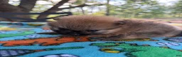 Pomeranian dogs for sale: Duke - Ad 9
