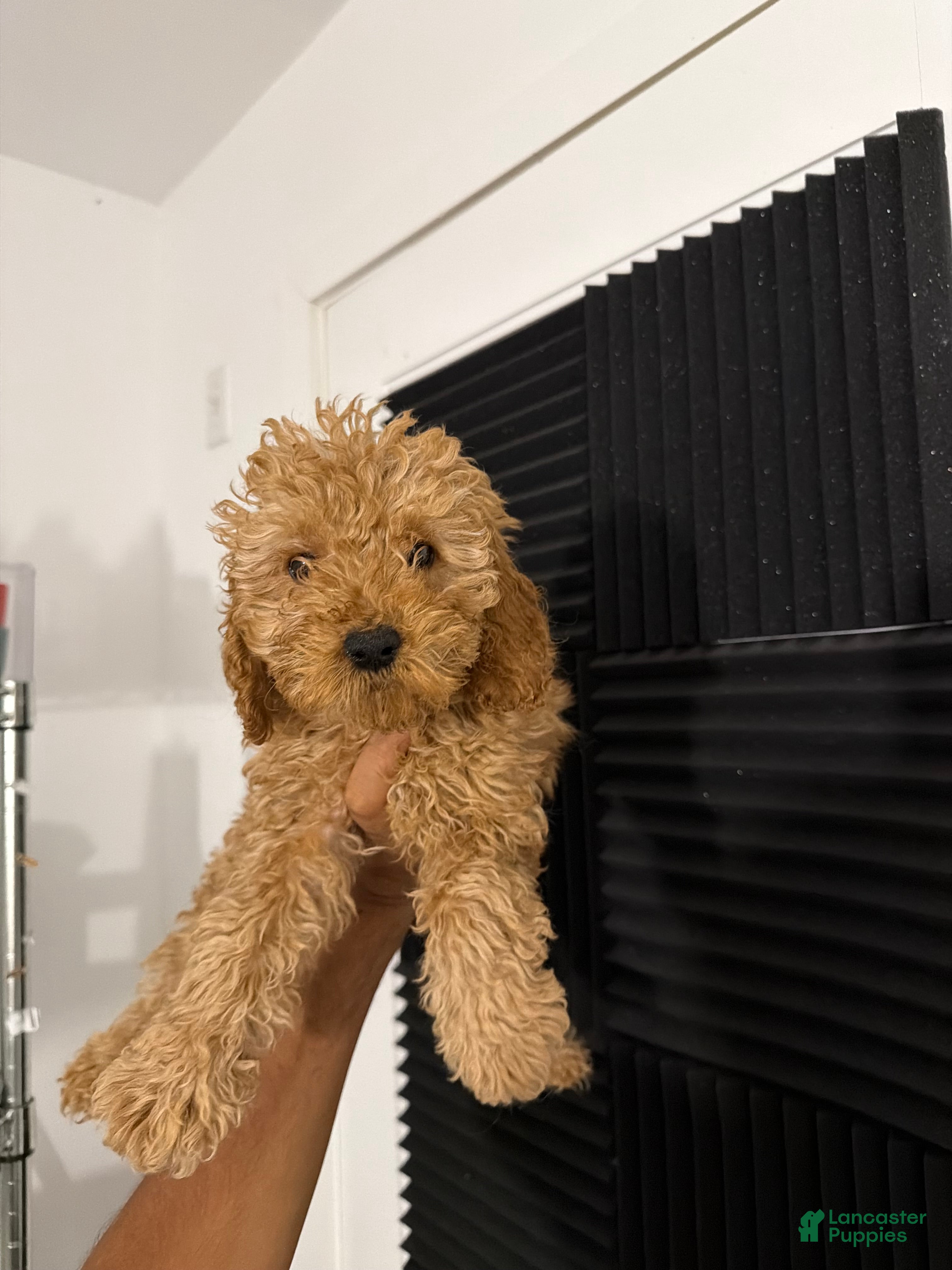 Mixed Breed dogs Mia - Ad 41