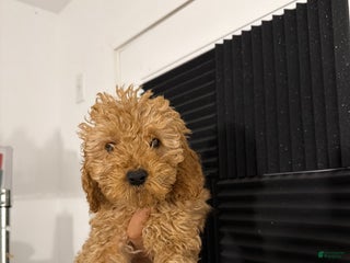 Mixed Breed dogs Mia - Ad 40