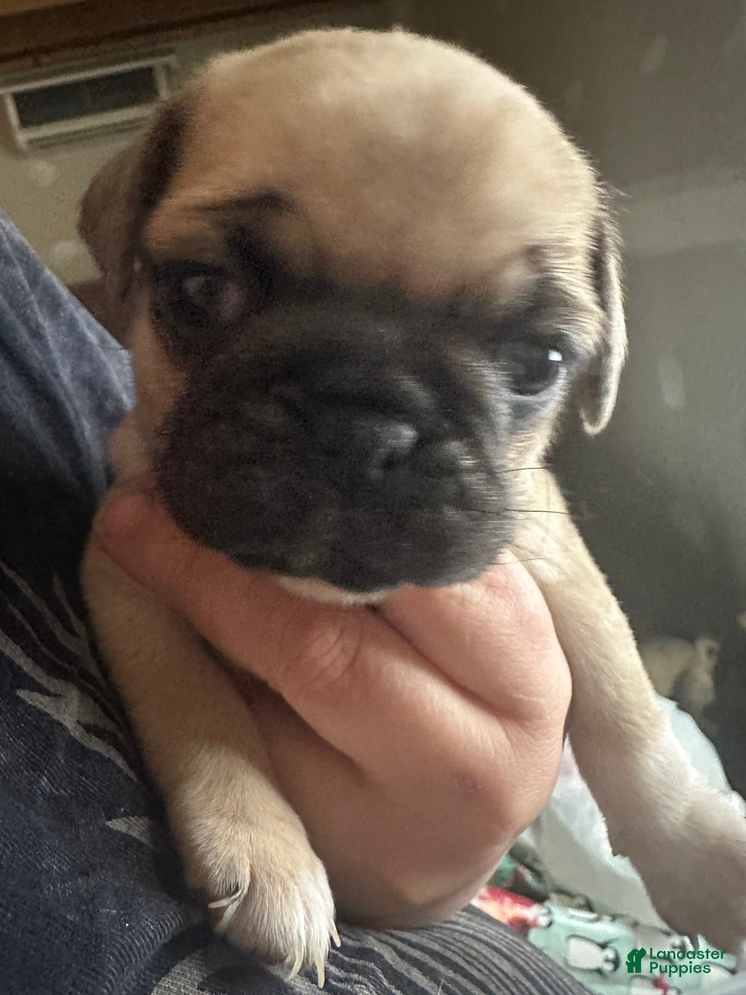 Pug dogs for sale: Fiona - Ad 1