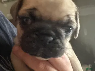 Pug dogs Fiona - Ad 14