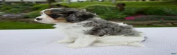 Cavapoo dogs for sale: Jade - Ad 6