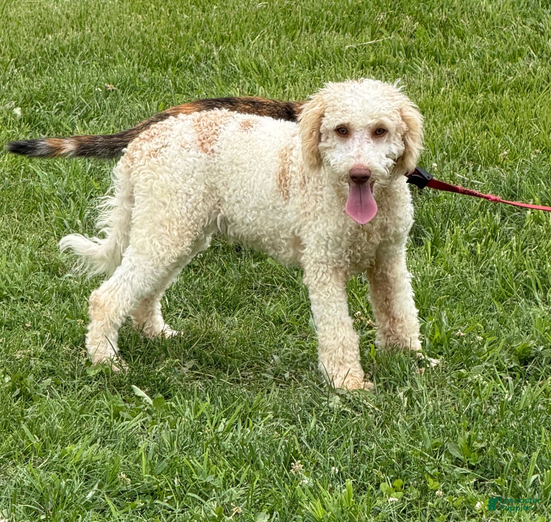 Mini Goldendoodle dogs Spirit - Ad 41