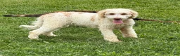 Mini Goldendoodle dogs for sale: Spirit - Ad 3