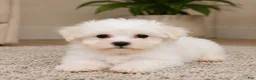 Maltese dogs for sale: Rocky - Ad 9