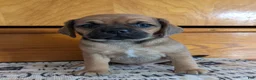 Puggle dogs for sale: Kenzie  - Ad 14