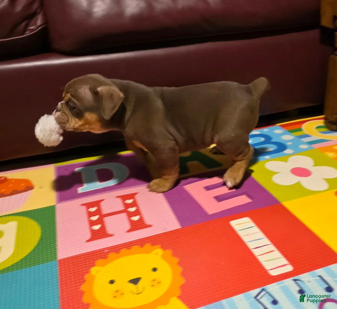 Olde English Bulldogge dogs for sale: Cookie  - Ad 3