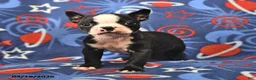 Boston Terrier dogs for sale: Lucky - Ad 2