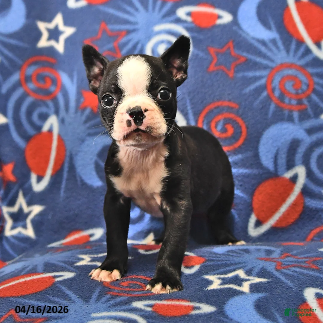 Boston Terrier dogs for sale: Lucky - Ad 2