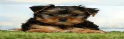 Yorkshire Terrier dogs for sale: Keesha - Ad 1