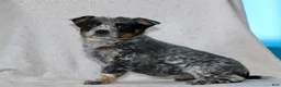Australian Cattle Dog dogs for sale: Lily - Ad 3