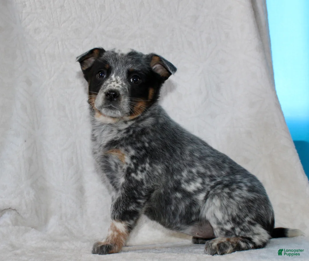 Australian Cattle Dog dogs for sale: Lily - Ad 3