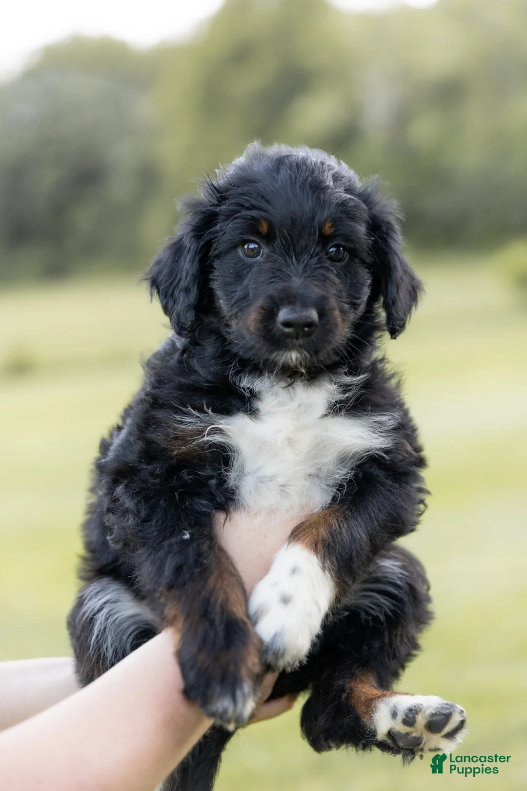 Aussiedoodle dogs for sale: Flower  - Ad 1