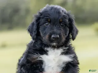 Aussiedoodle dogs for sale: Flower - Ad 3