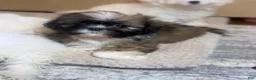 Shih Tzu dogs for sale: Shih Tzu 1 - Ad 3