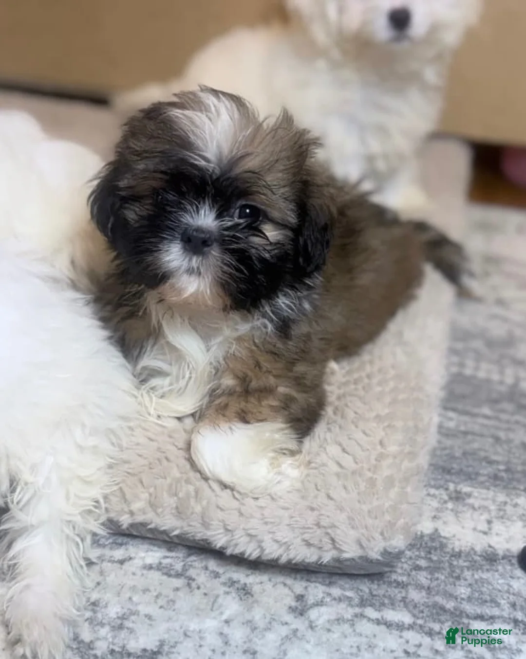 Shih Tzu dogs for sale: Shih Tzu 1 - Ad 3