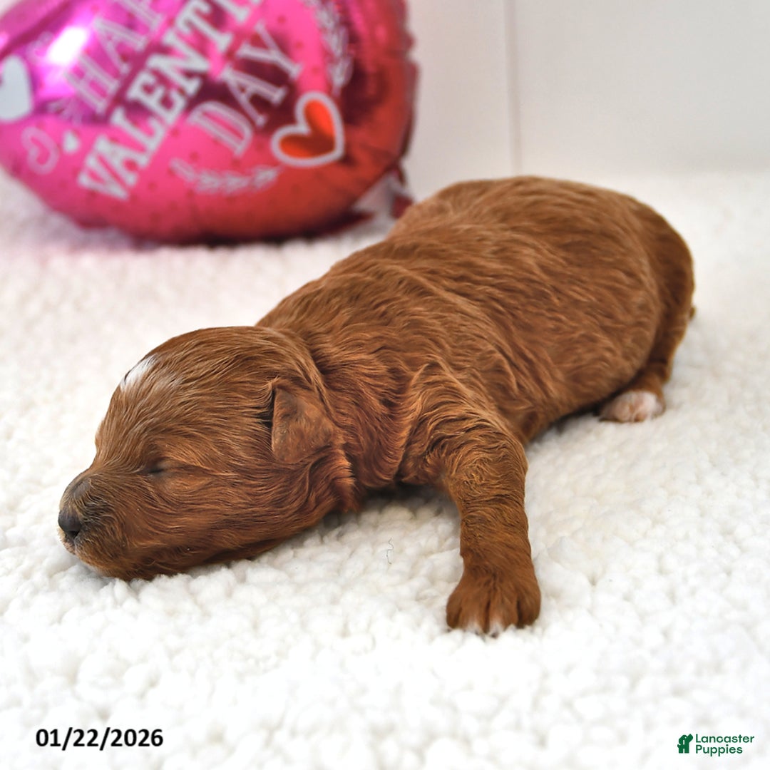 Mini Goldendoodle dogs for sale: Biscuit - Ad 2