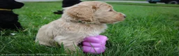 Goldendoodle dogs for sale: Mr Green - Ad 8