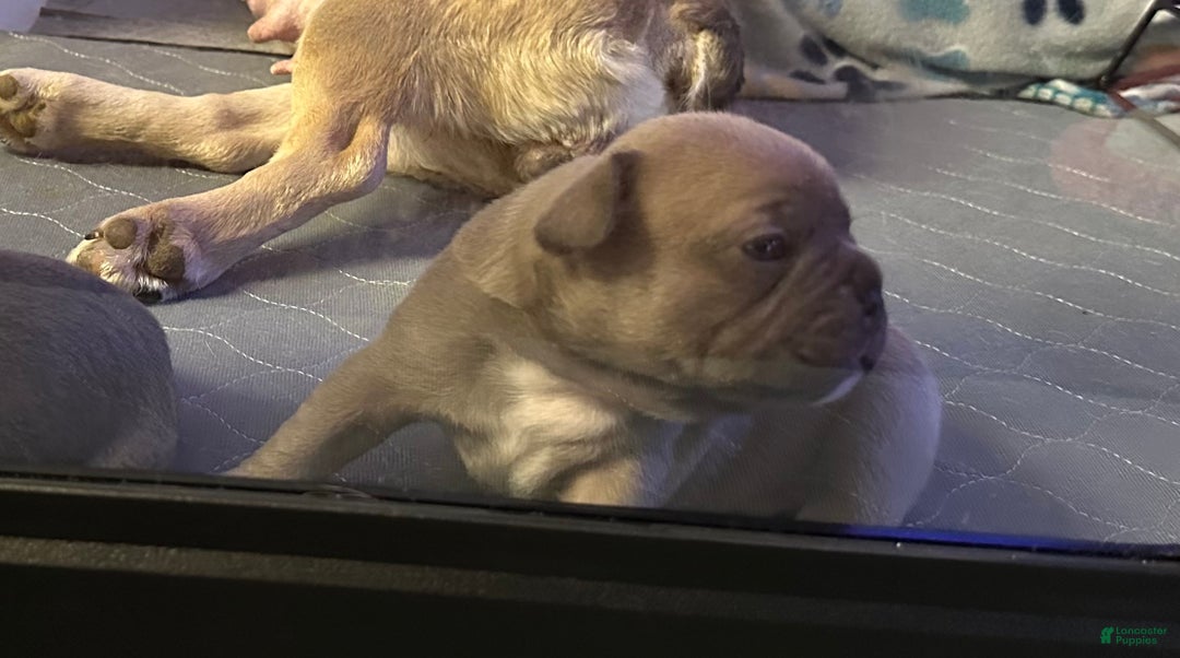 French Bulldog dogs for sale: Hugo - Ad 11