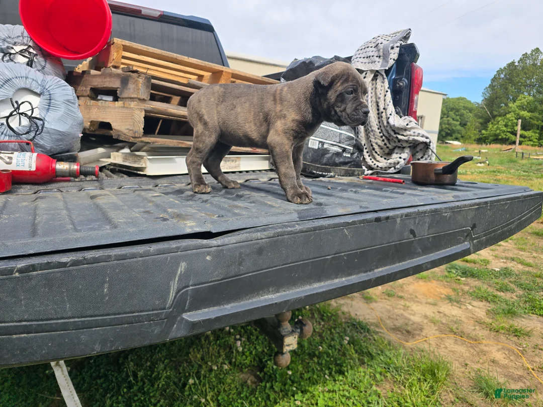 Cane Corso dogs for sale: Pink/Purple - Ad 1