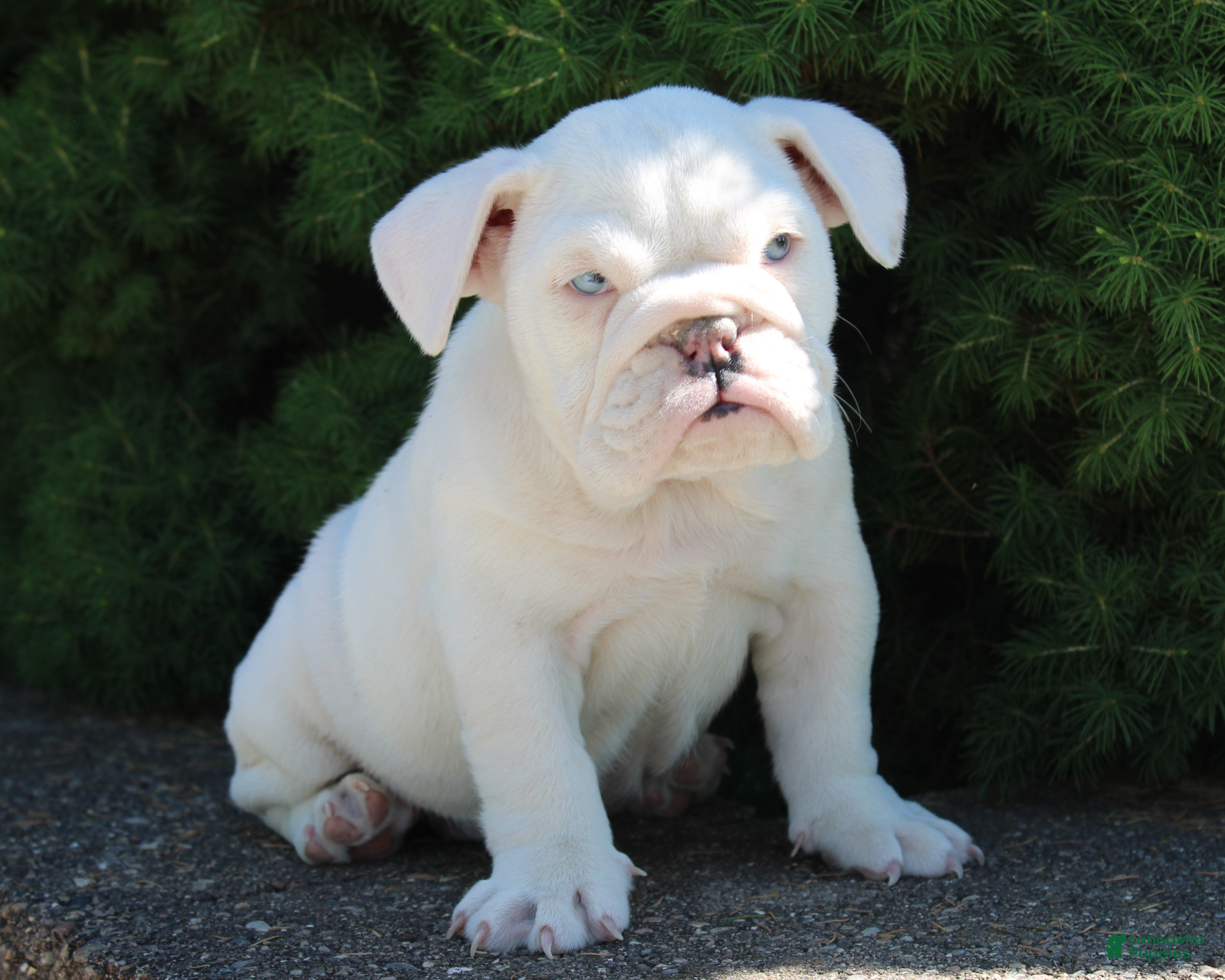 English Bulldog dogs for sale: Zoey - Ad 5
