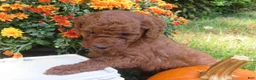 Mini Goldendoodle dogs for sale: Spice - Ad 5