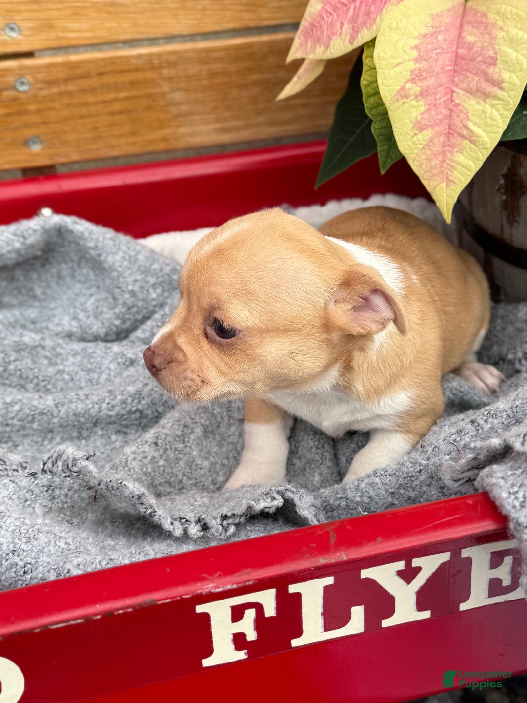 Chihuahua dogs for sale: Cookie - Ad 2