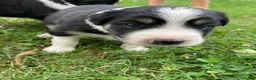 Australian Shepherd dogs for sale: Brooke  - Ad 2