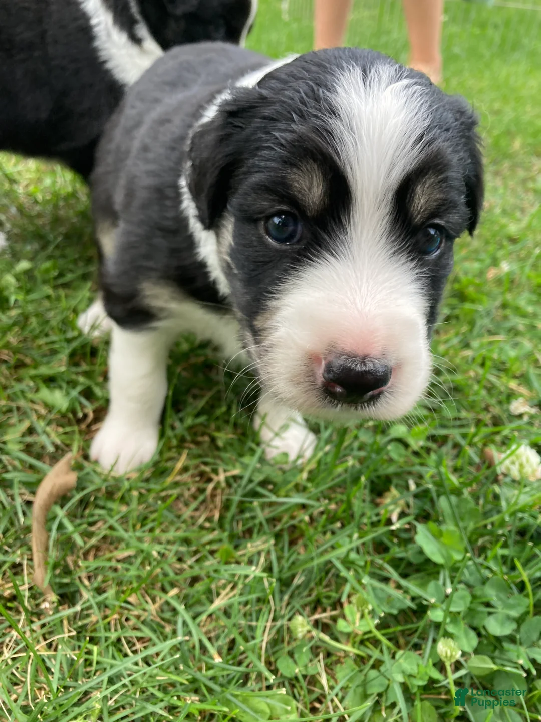 Australian Shepherd dogs for sale: Brooke  - Ad 2