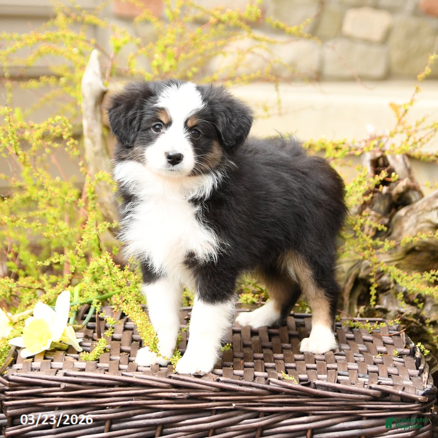 Miniature Australian Shepherd dogs Song - Ad 2