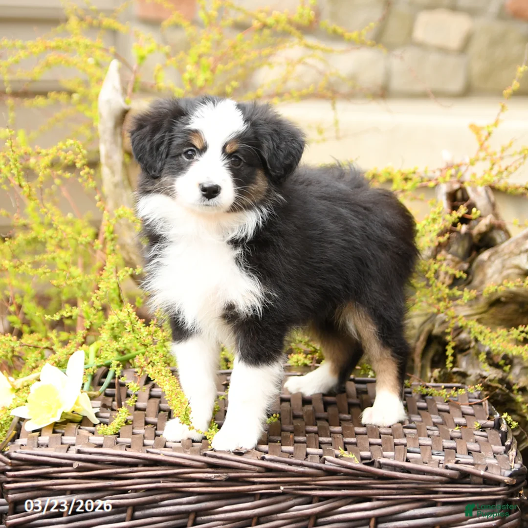 Miniature Australian Shepherd dogs for sale: Song - Ad 2
