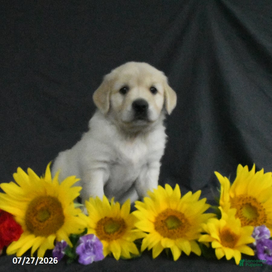 Golden Retriever dogs Bailey - Ad 1