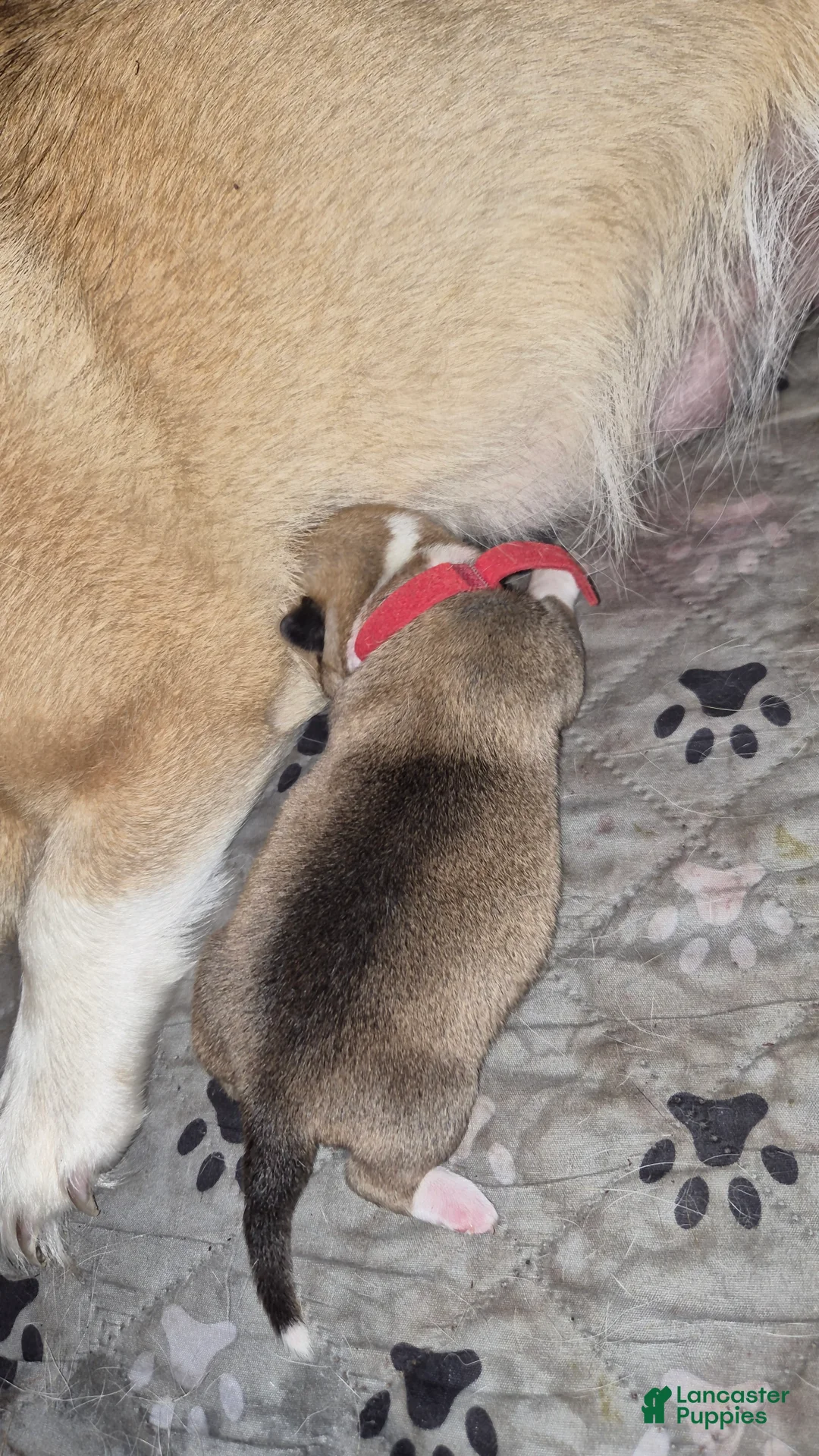 Welsh Corgi Pembroke dogs for sale: Welsh Corgi Pembroke 4 - Ad 1