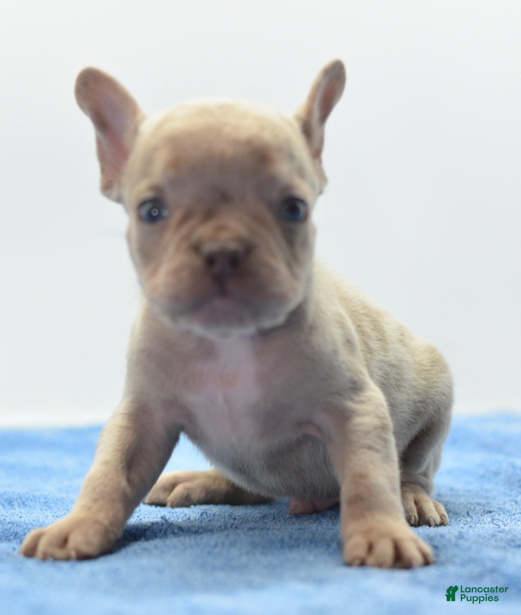 Mixed Breed dogs Milo merle  - Ad 1
