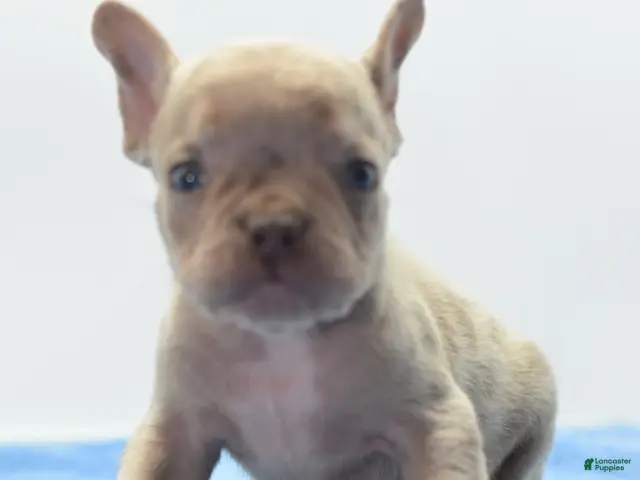 Mixed Breed dogs Milo merle - Ad 1