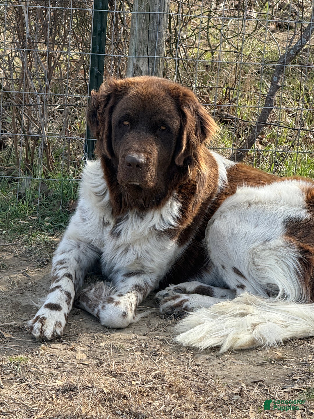 Newfoundland dogs for sale: Comet  - Ad 5