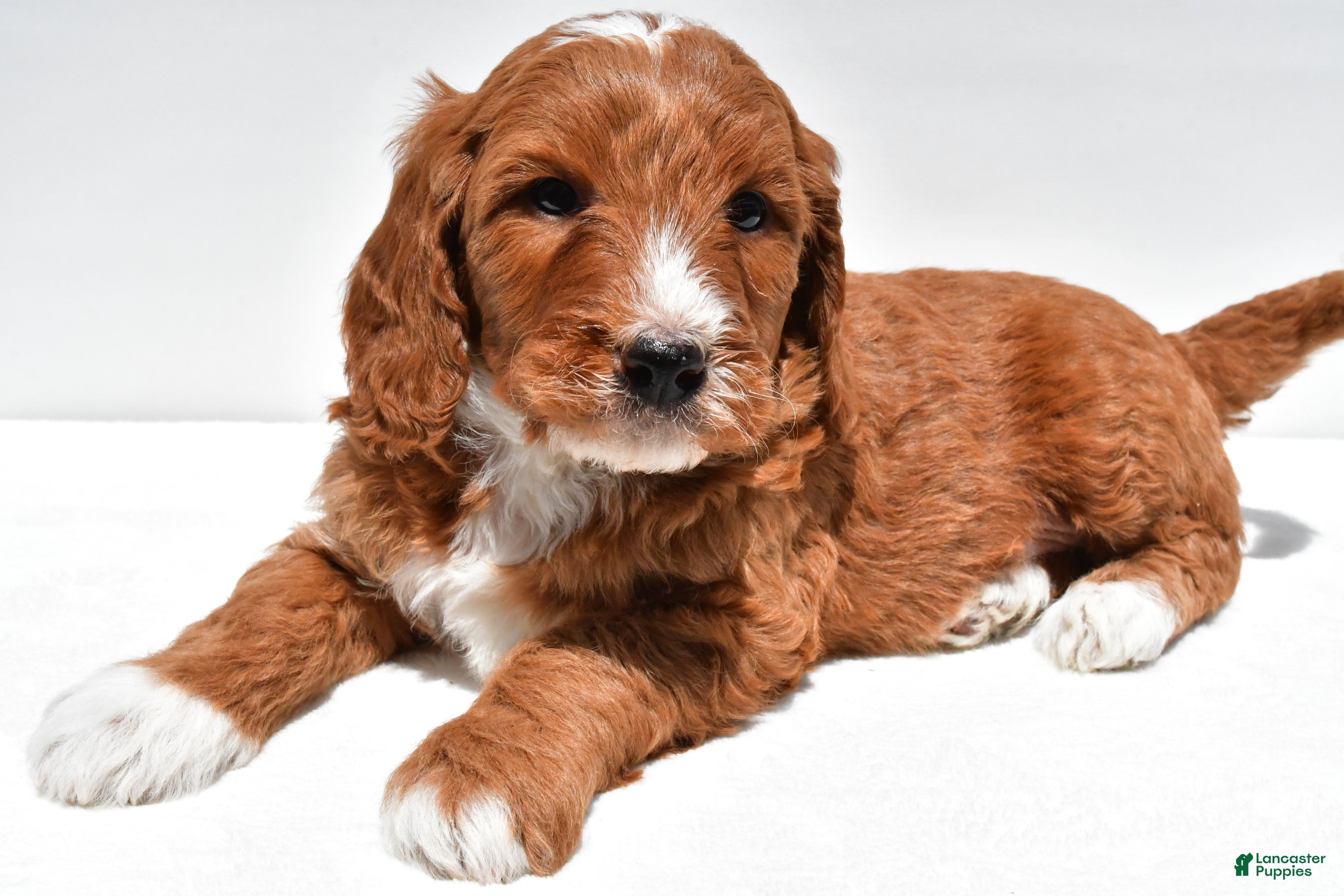 Mini Goldendoodle dogs Archer - Ad 2