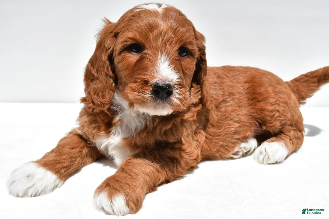 Mini Goldendoodle dogs for sale: Archer - Ad 2