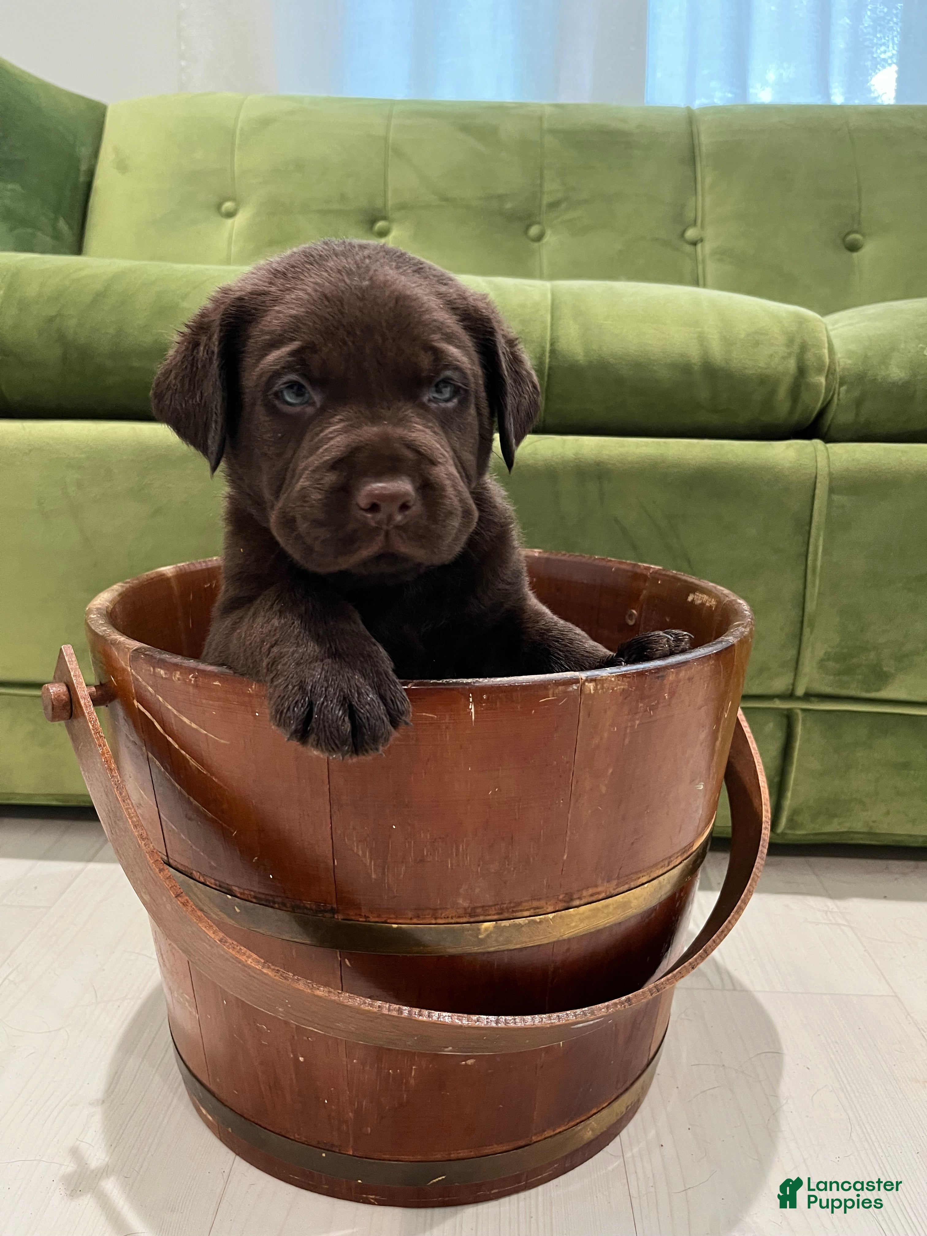 Labrador Retriever dogs Choco - Ad 39