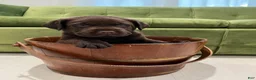 Labrador Retriever dogs for sale: Choco - Ad 1