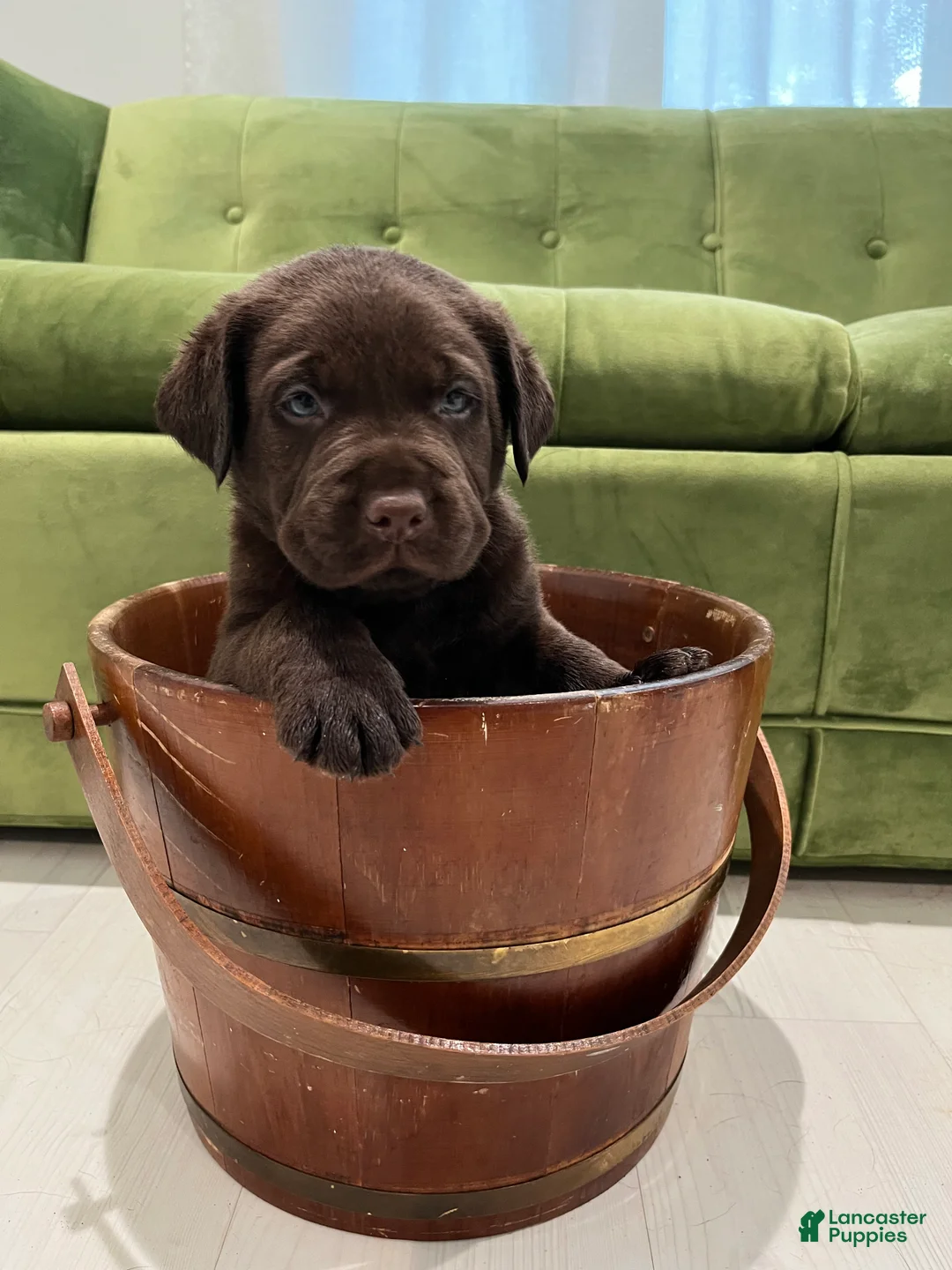 Labrador Retriever dogs for sale: Choco - Ad 1