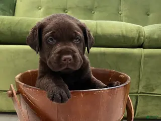 Labrador Retriever dogs Choco - Ad 39