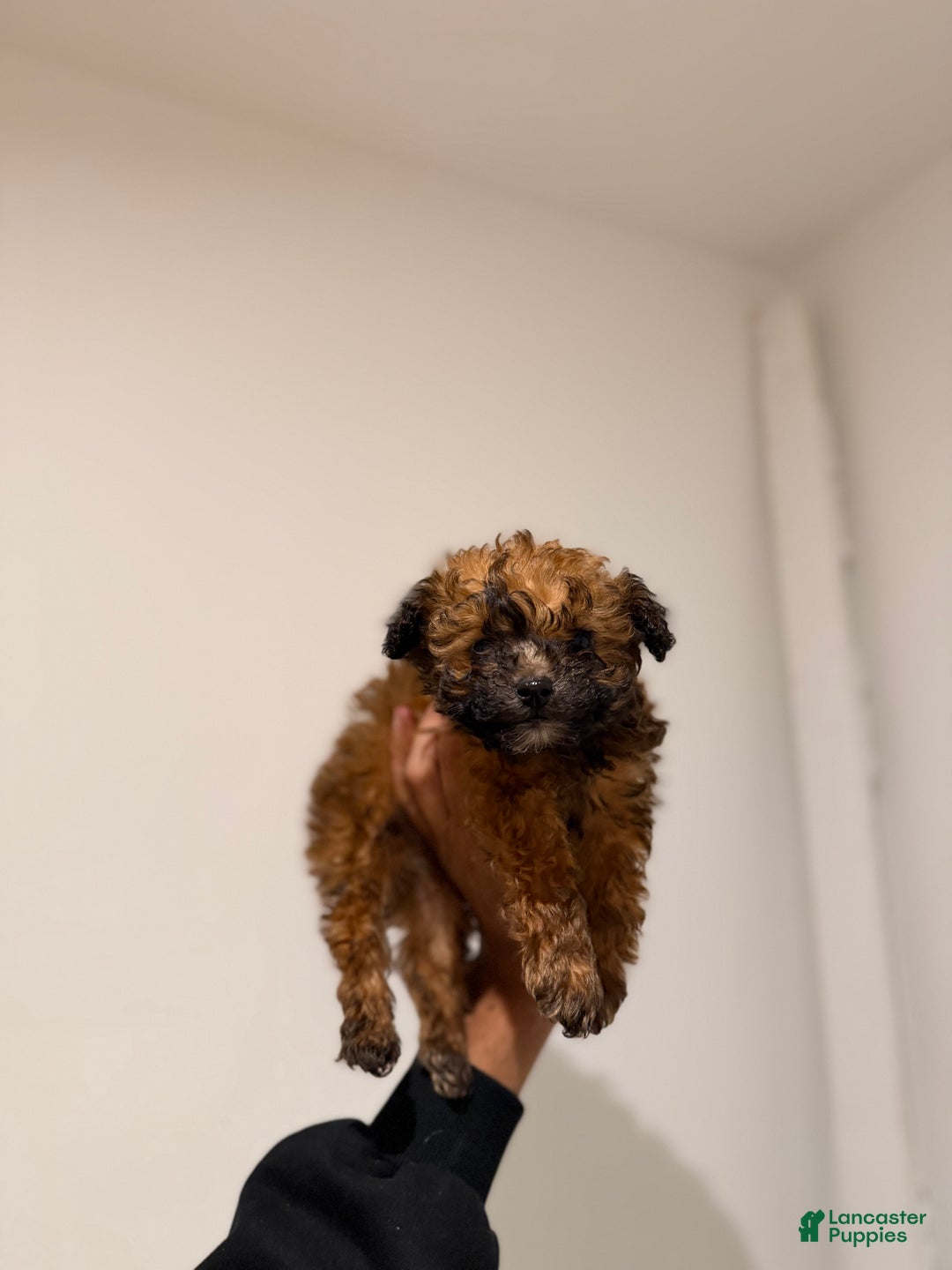 Toy Poodle dogs for sale: Teacup 4-5lbs - Ad 5