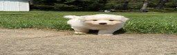 Great Pyrenees dogs for sale: Mrs Orange  - Ad 2