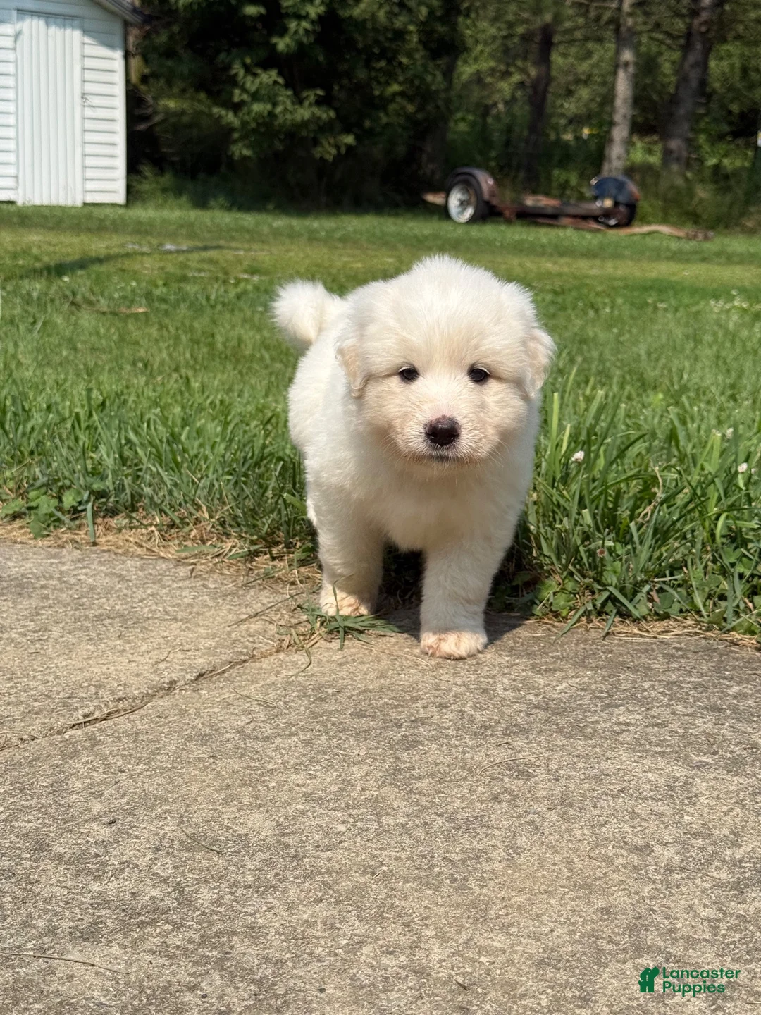 Great Pyrenees dogs for sale: Mrs Orange  - Ad 2
