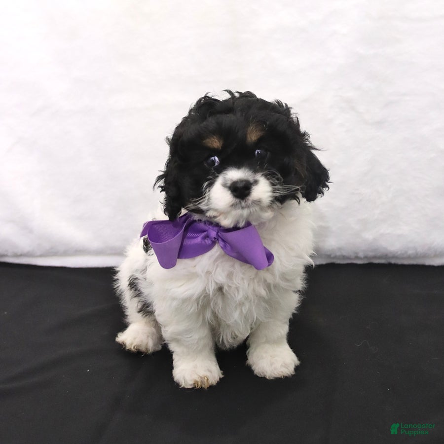 Cavapoo dogs Angel - Ad 2