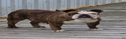 English Bulldog dogs for sale: English Bulldog 2 - Ad 4