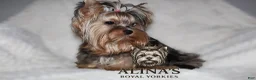 Yorkshire Terrier dogs for sale: Olaf - Ad 5